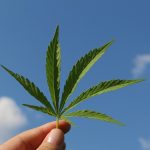 Cannabis SEO Services